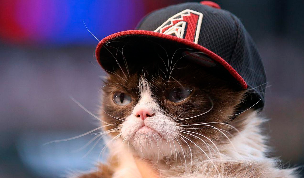 grumpy-cat-6