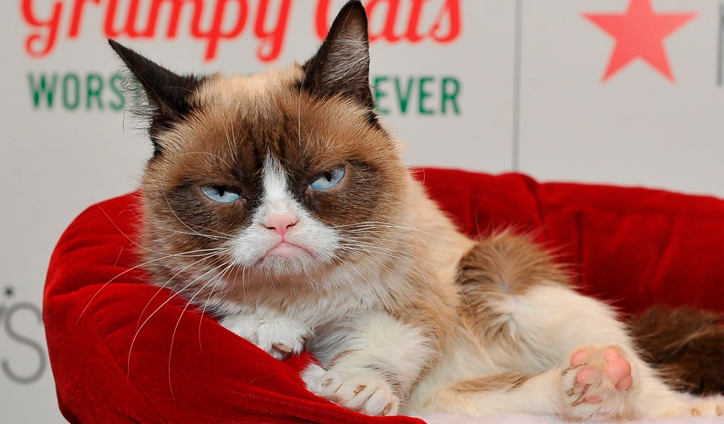 grumpy-cat-3