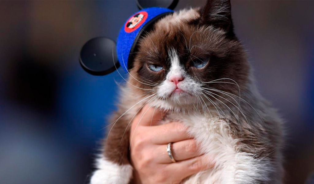 grumpy-cat-11